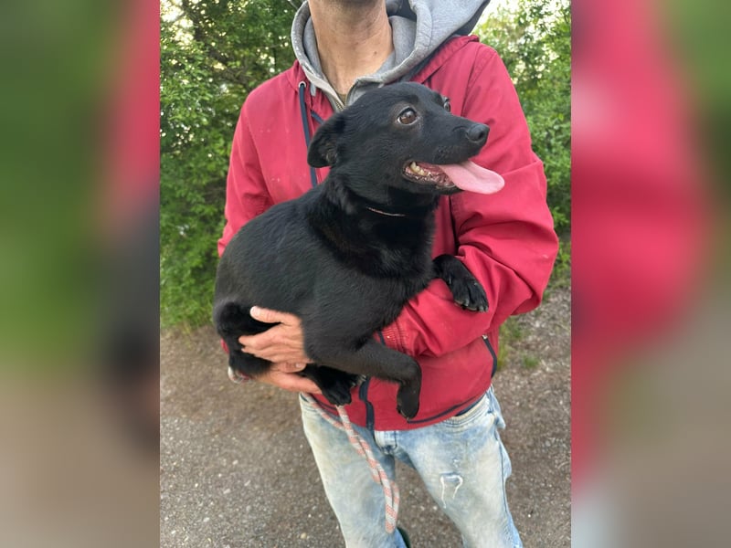 Ajna, geb. 06/2024, 39 cm, sucht ihre Herzensmenschen