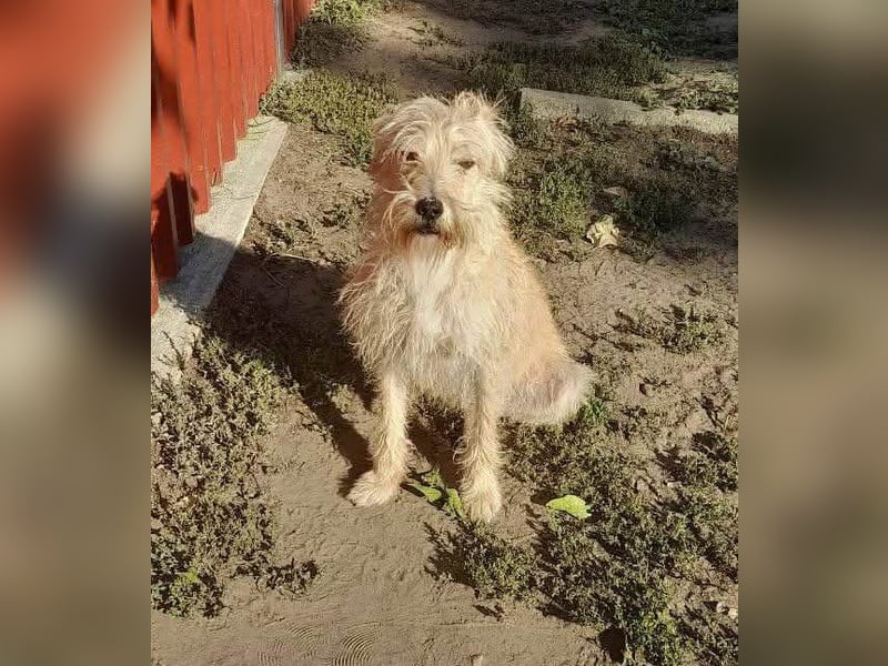 Berci, 1,5 Jahre, 35cm, wartet auf sein Glück