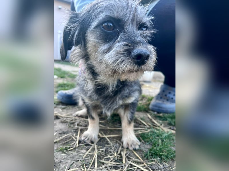 Mimi, geboren 22.04.2024, 30cm sucht ihre Chance