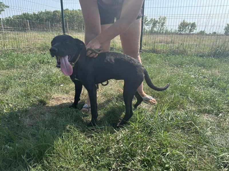 Hella, geboren 25.01.2025, 42cm sucht ihr Für-immer-Zuhause