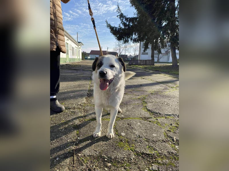 Cooper, geboren 01.07.2023, 40cm sucht sein Glück