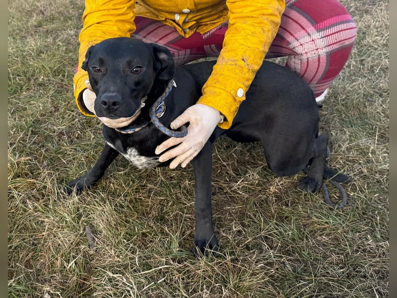 Hetty, geb. 01.2025 sucht ihre Menschen
