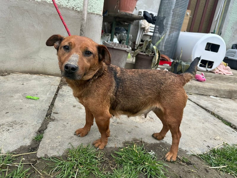 Paloma, geboren 01.10.2019, 34cm sucht ihre Menschen