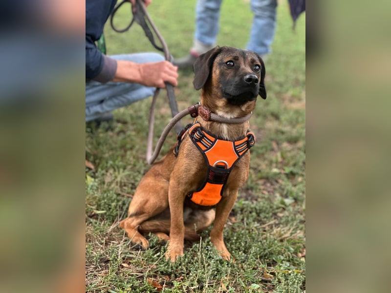 Belfegor, geboren 05.01.2025, 41cm sucht sein Körbchen