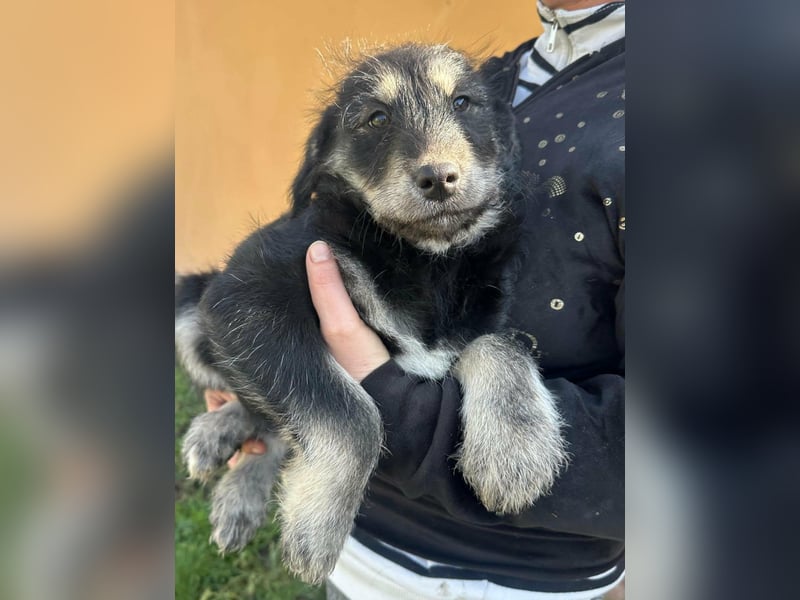 Timon, geb. 12.2025, 35cm sucht seine Abenteurer