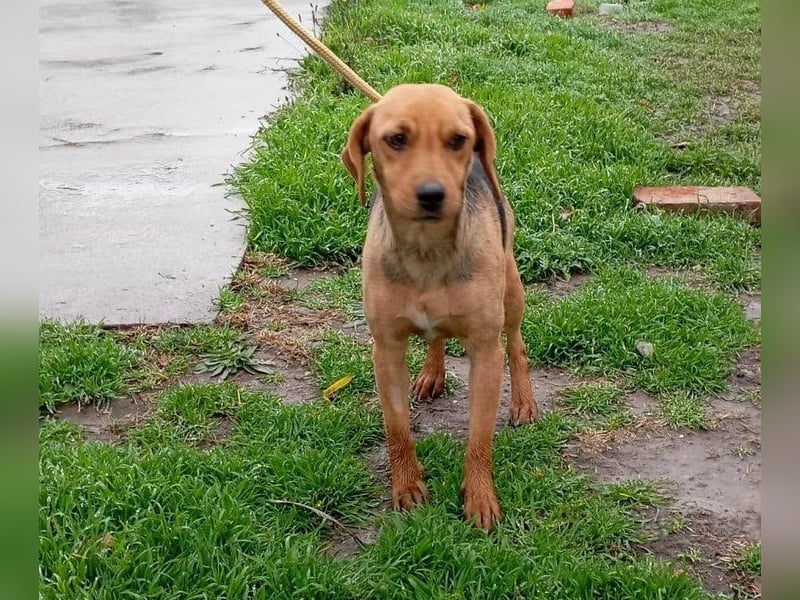 Poppy, geboren 01.07.2024, 40cm sucht Geborgenheit
