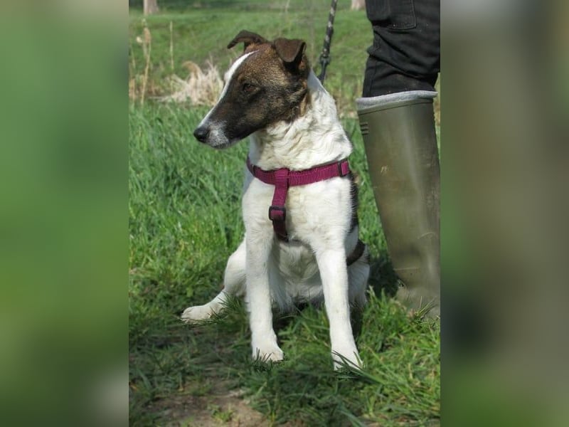 Szamoca, geb. 06/2025, 35 cm, sucht ihre Herzensmenschen