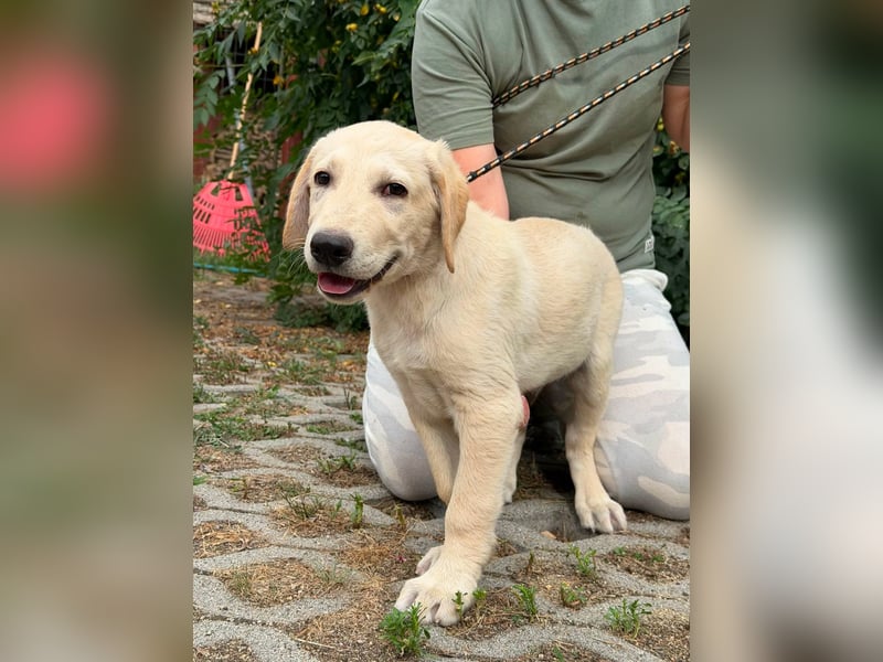 Maximus, geboren 13.03.2026, 39cm sucht sein Körbchen