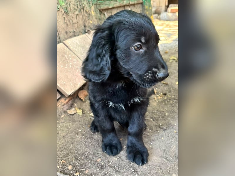 Madox, geboren 04.05.2026, 28cm sucht seine Chance