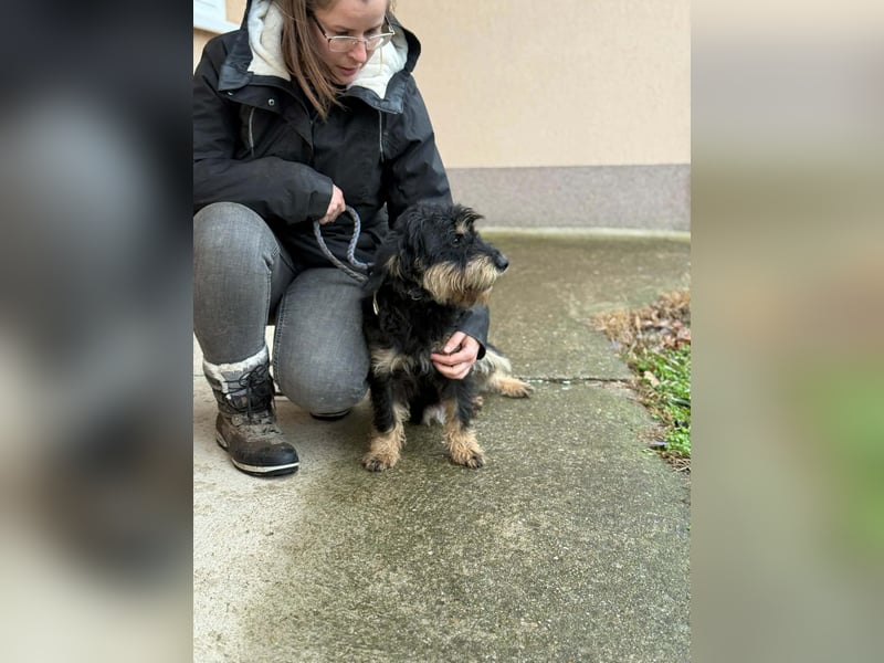 Cupido, geboren 01.02.2024, 42cm sucht sein Zuhause