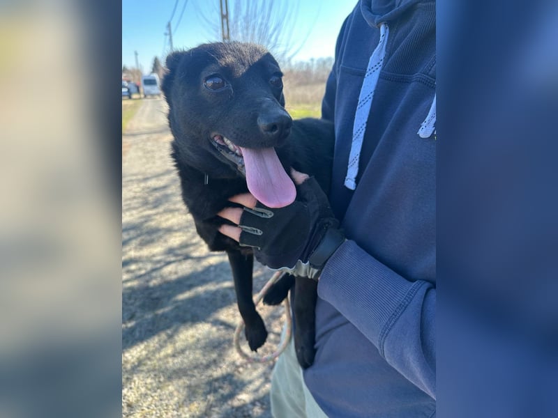 Ajna, geboren 06.2024, 39cm sucht ihr Zuhause