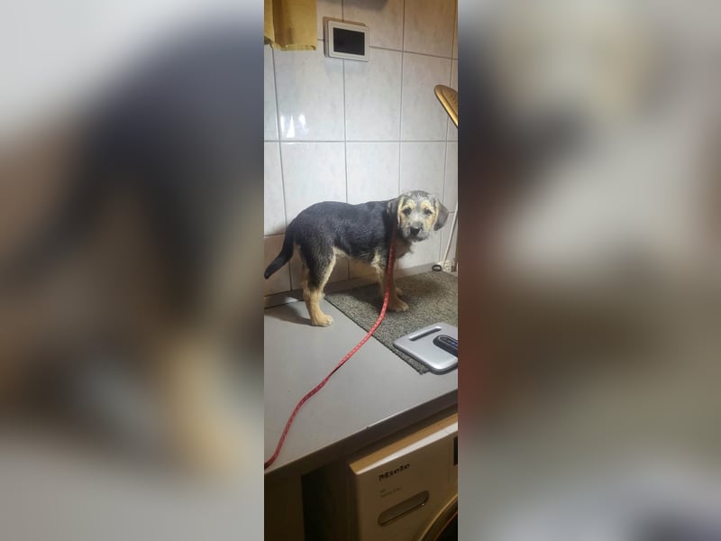 Bradley, geboren 19.10.2025, 32cm sucht sein Zuhause