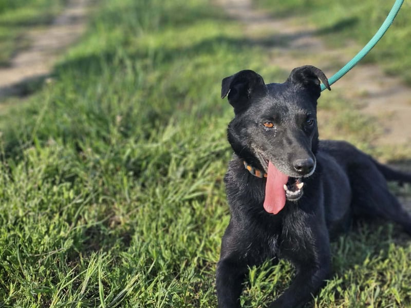 Eben, geboren 01.03.2022, 40cm sucht ihr Körbchen
