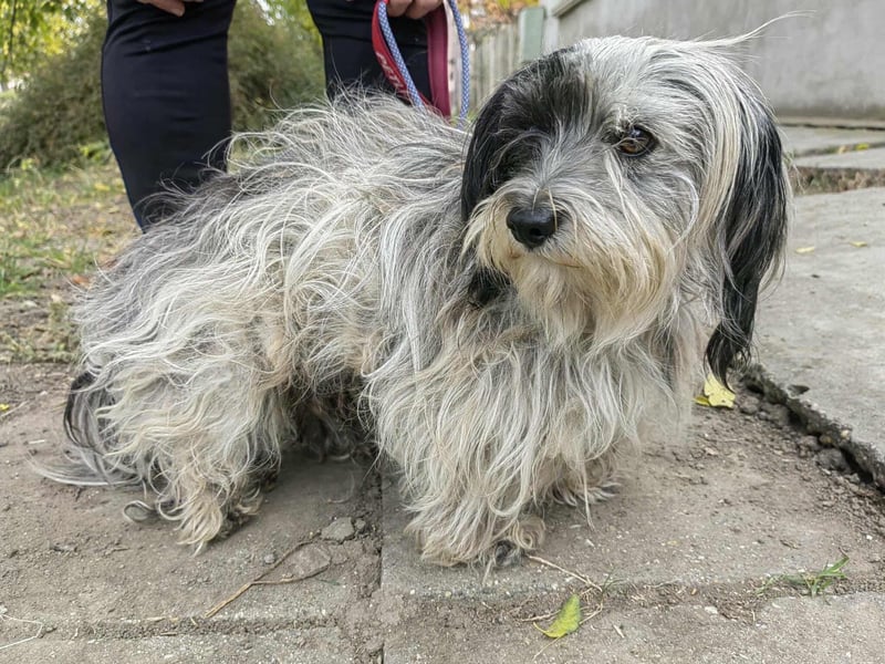 Gizmo, geboren 01.11.2022, 26cm sucht Geborgenheit