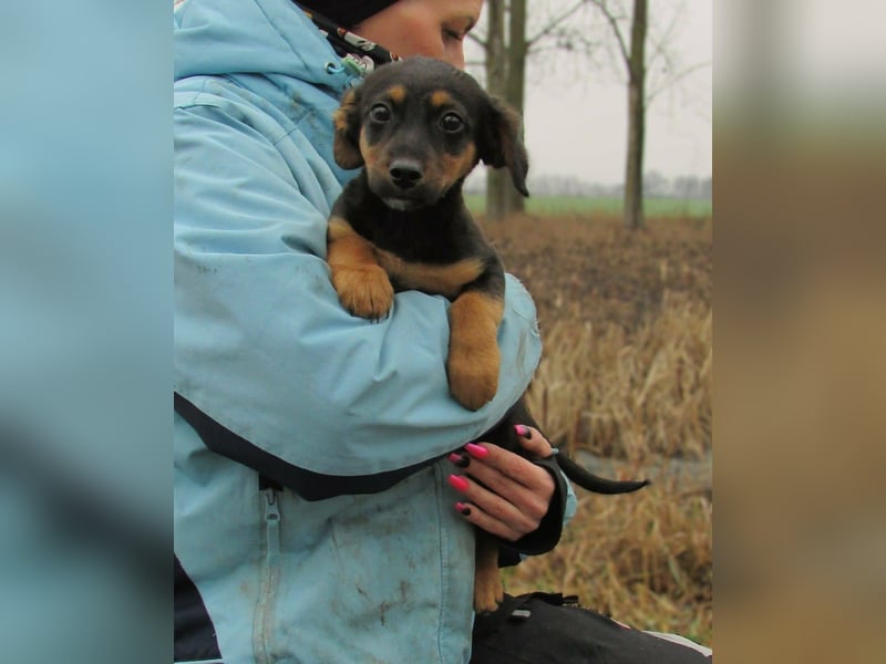 Dodo, geboren 11.2025, 23cm sucht seinen Platz
