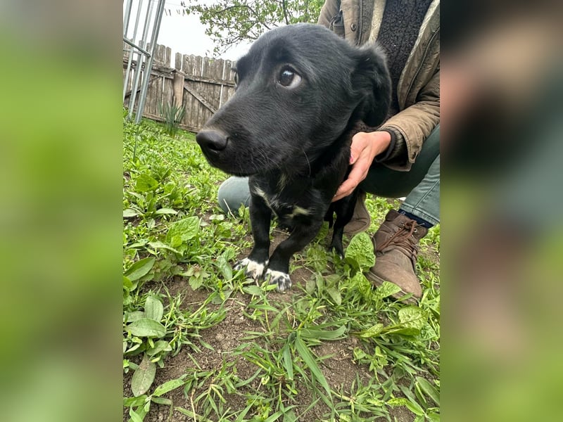 Jack, geboren 03.01.2026, 31cm sucht seine Menschen