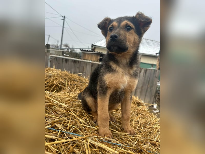 Mancs, geboren 04.10.2025, 30cm sucht leibevolles Zuhause