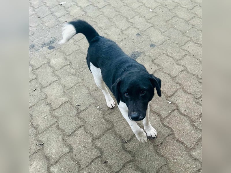 Domino, 2 Jahre, 38cm, wünscht sich ein eigenes Körbchen