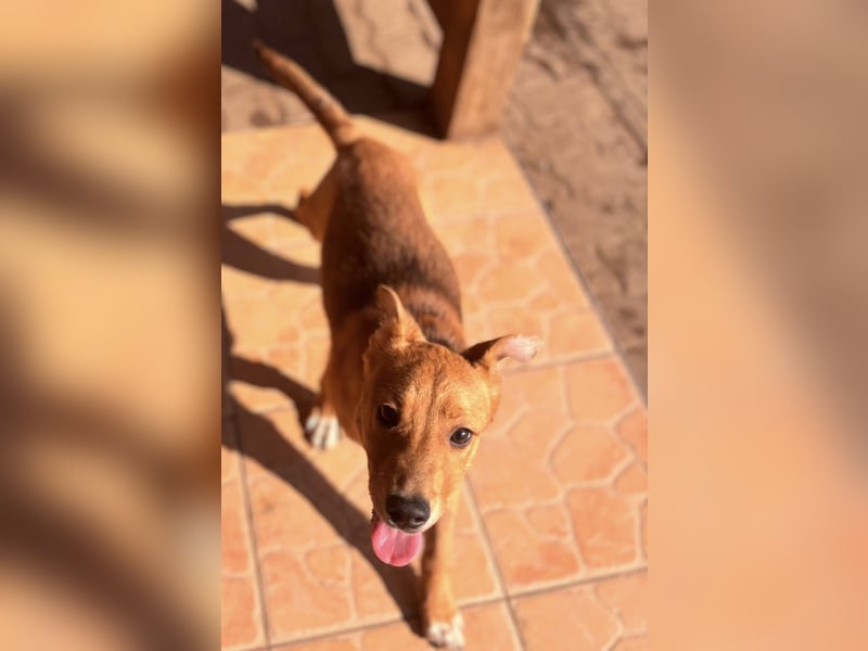 Koda, geboren 01.11.2025, 35cm sucht sein Körbchen