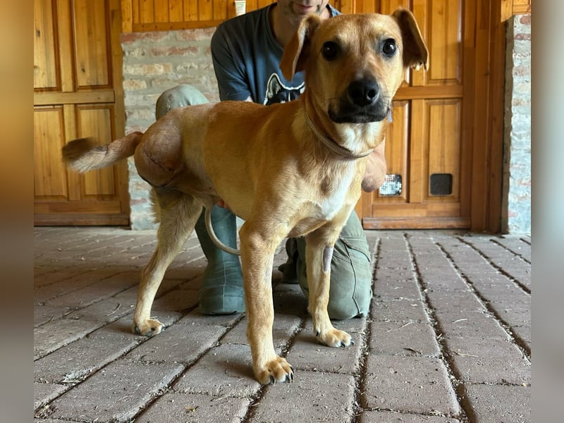 Brandon, geboren 01.11.2025, 42cm sucht sein Glück