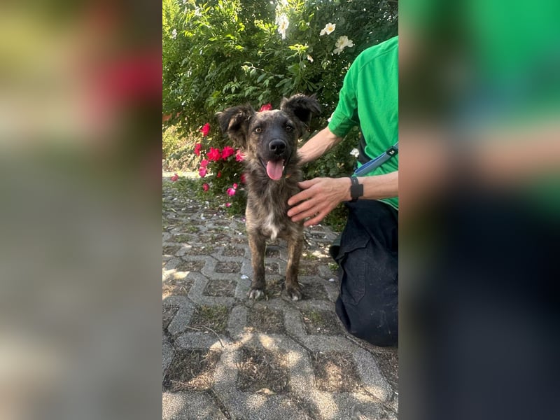 Nina, geb. 04.2025, 33cm sucht ihr Zuhause