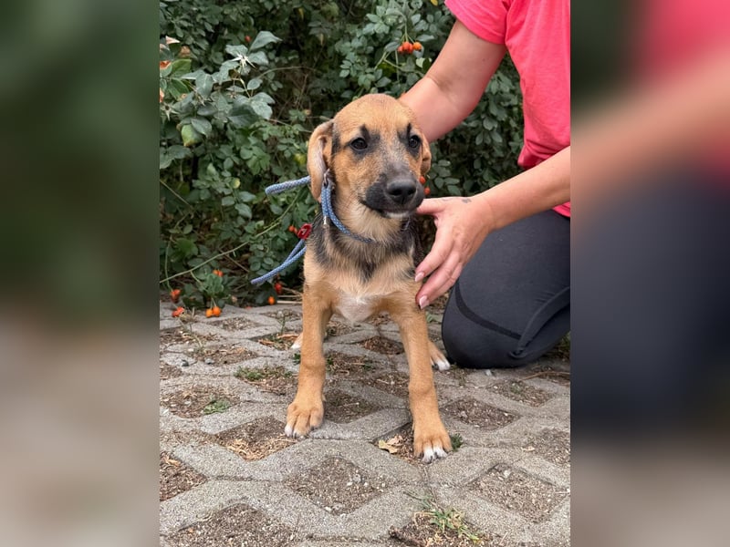 Dark, geboren 25.05.2026, 34cm sucht seine Menschen