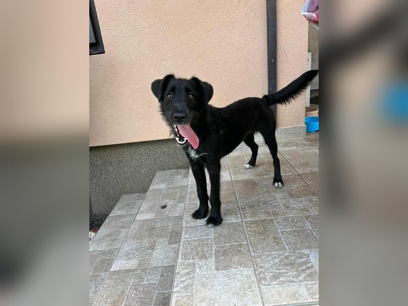 Terka, geboren 01.08.2024, 40cm sucht liebevolles Zuhause