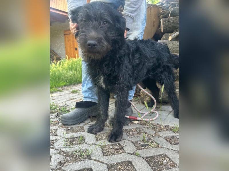 Tommy, geb. 12.2025, 36cm sucht sein Körbchen