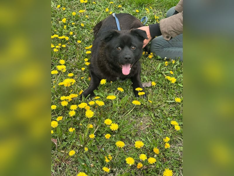 Roy, geb. Juli 2025, 43cm sucht sein Körbchen