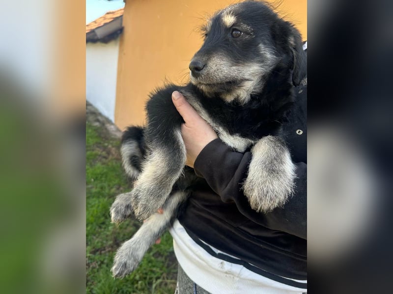 Timon, geb. 12.2025, 35cm sucht seine Abenteurer
