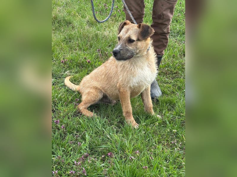 Jerry, geboren 15.07.2024, 42cm sucht sein Körbchen