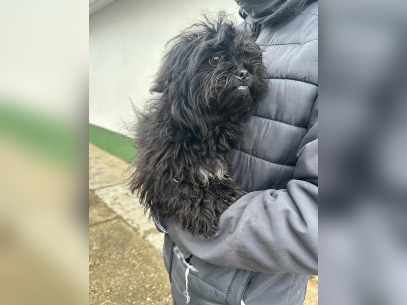 Black, geboren 02.08.2025, 25cm sucht seinen Kuschelplatz