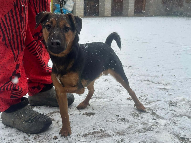 Marko, geboren 26.06.2025, 40cm sucht tierliebe Menschen