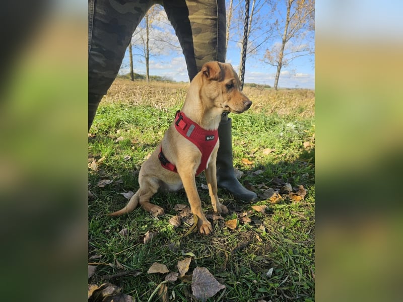 Libby, geboren 06.2025, 41cm sucht ihr Körbchen