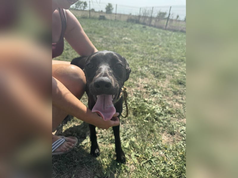 Hella, geboren 25.01.2025, 42cm sucht ihr Für-immer-Zuhause