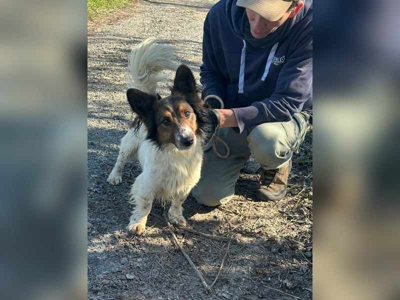 Aldo, geboren 20.02.2024, 34cm sucht seine Menschen