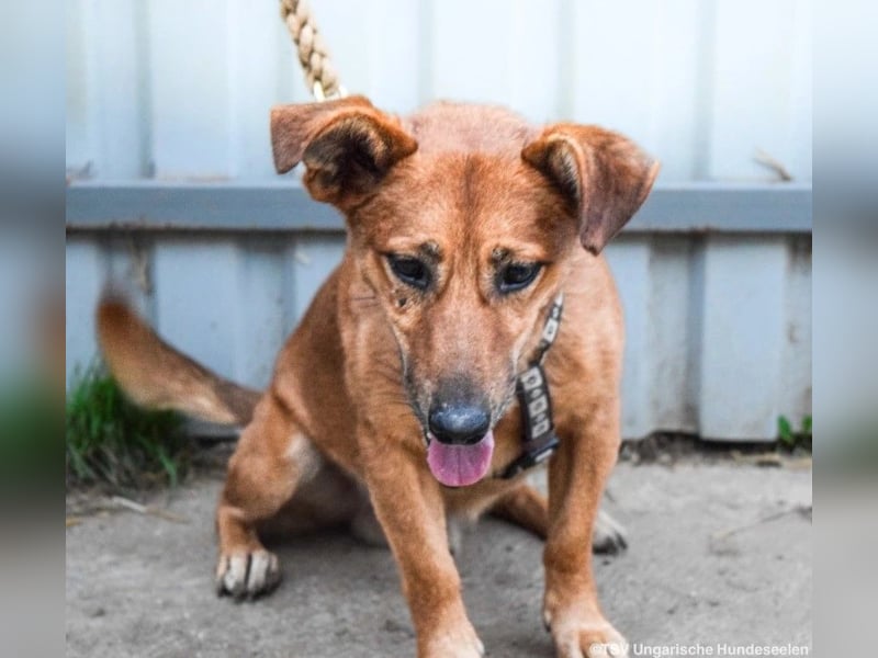 Füge, geb. 2021, 40 cm wartet sehnsüchtig auf seine Menschen