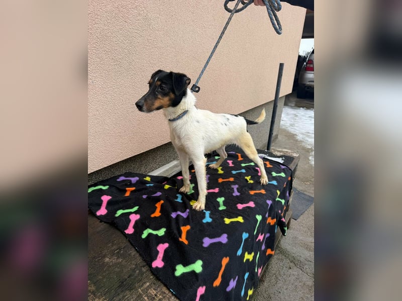 Mona, geboren 18.10.2022, 39cm sucht ihr Körbchen