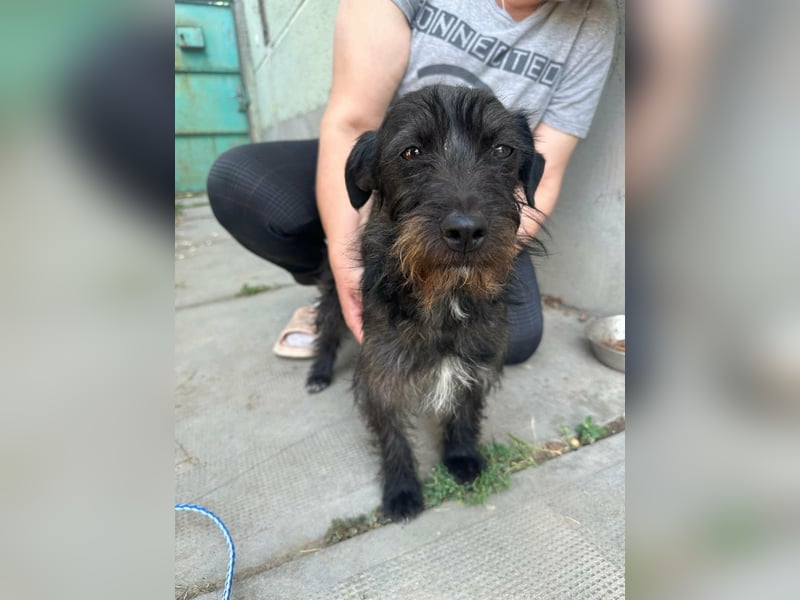 Pixie, geboren 02.11.2025, 33cm sucht ihr Zuhause