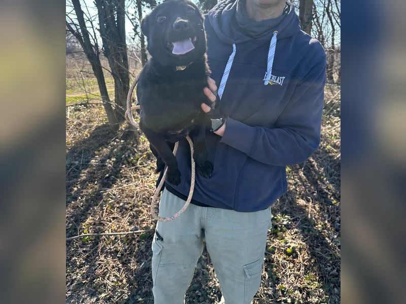 Ajna, geboren 06.2024, 39cm sucht ihr Zuhause