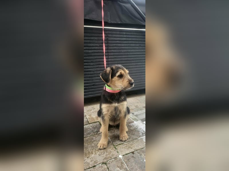 Cooper, geboren 19.10.2025, 33cm sucht seine Menschen