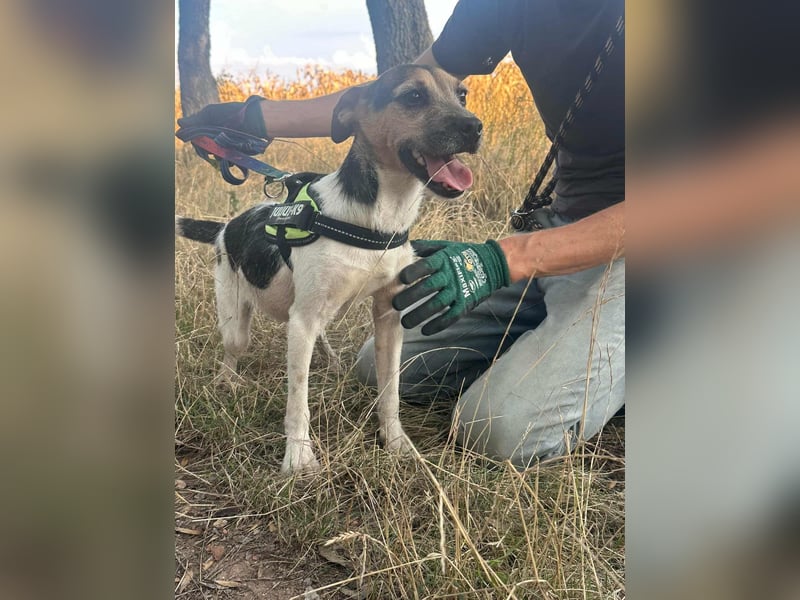 Zümi, geboren 10.12.2024, 40cm sucht seine Menschen