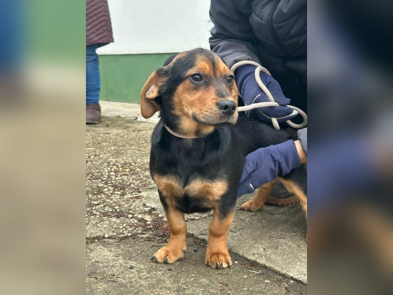 Chris, geboren 26.10.2025, 30cm sucht DICH!