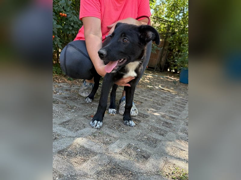 Danny, geboren 25.05.2026, 39cm sucht seine Menschen