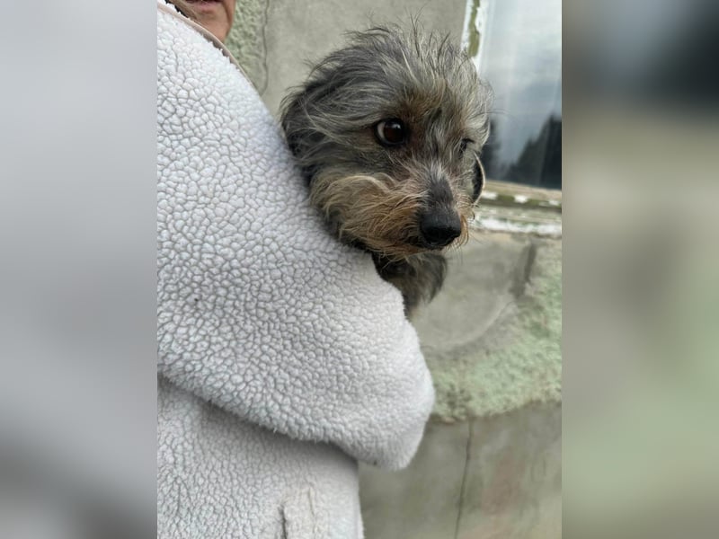 Lola, 5 Jahre, 32cm sucht ihr Plätzchen