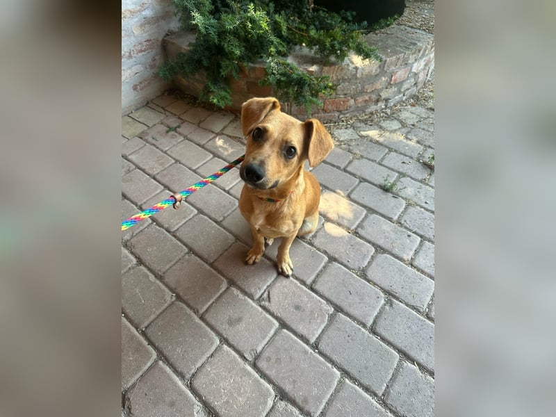 Brandon, geboren 01.11.2025, 42cm sucht sein Glück