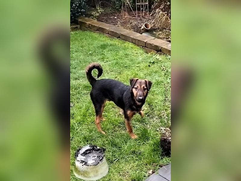 Marko, geboren 26.06.2025, 40cm sucht tierliebe Menschen (Pflegestelle Deutschland)