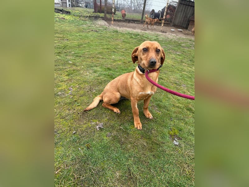 Bubu, geboren 10.05.2025, 35cm sucht Familienanschluss