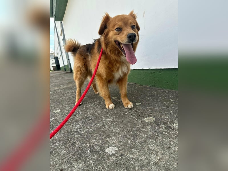 Forrest, geboren 01.01.2020, 42cm sucht seine Chance