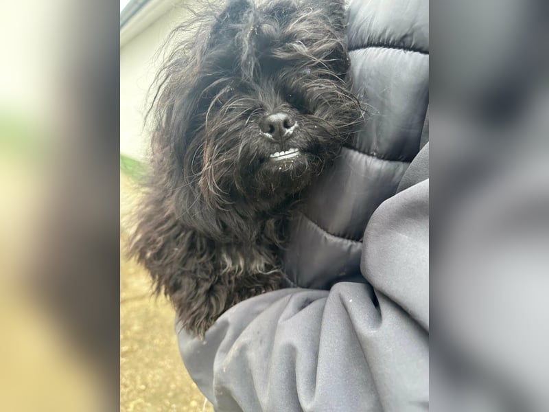 Black, geboren 02.08.2025, 25cm sucht seinen Kuschelplatz